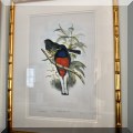 A50. Gould and Richter bird lithograph with gold frame. 